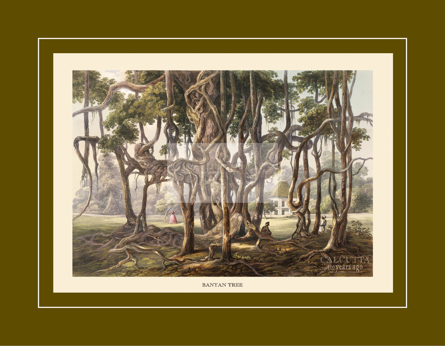Banyan Tree (Code: 016) – Coloured Lithograph