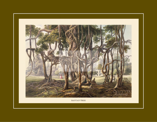 Banyan Tree (Code: 016) – Coloured Lithograph