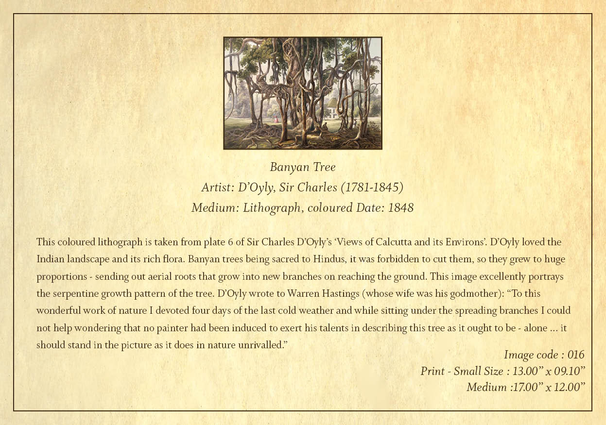 Banyan Tree (Code: 016) – Coloured Lithograph